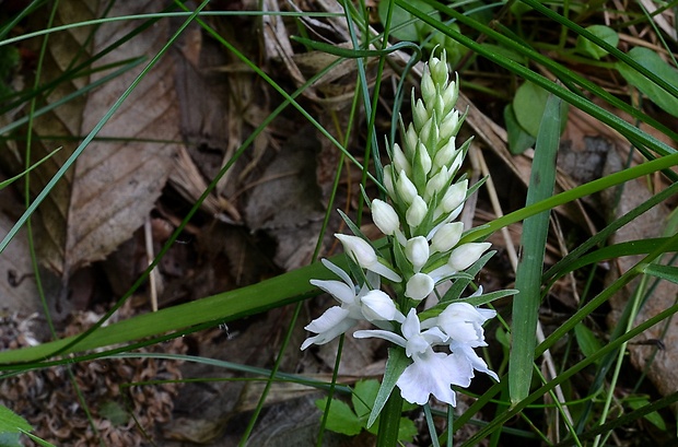 vstavačovec škvrnitý sedmohradský Dactylorhiza maculata subsp. transsilvanica (Schur) Soó