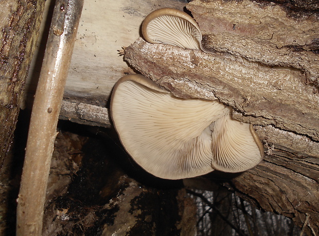 hliva ustricovitá Pleurotus ostreatus (Jacq.) P. Kumm.