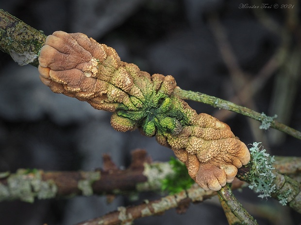 mäsovka lišajníková Hypocreopsis lichenoides (Tode) Seaver