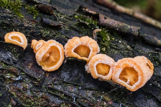 hlivník hniezdovitý Phyllotopsis nidulans (Pers.) Singer