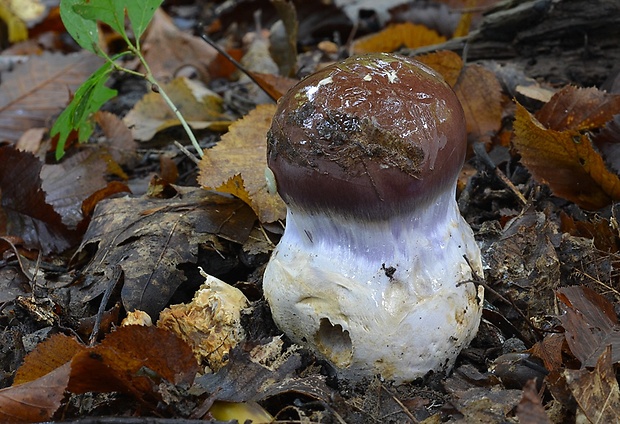 pavučinovec mohutný Cortinarius praestans (Cordier) Gillet