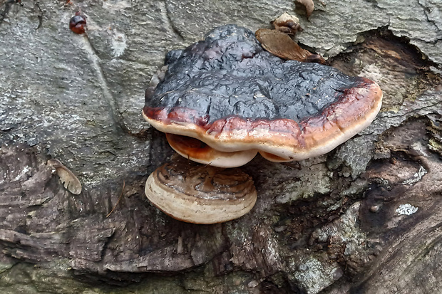 práchnovček pásikavý Fomitopsis pinicola (Sw.) P. Karst.