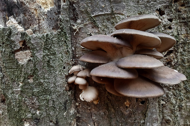 hliva ustricovitá Pleurotus ostreatus (Jacq.) P. Kumm.