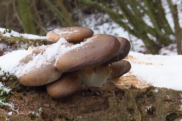 hliva ustricovitá Pleurotus ostreatus (Jacq.) P. Kumm.