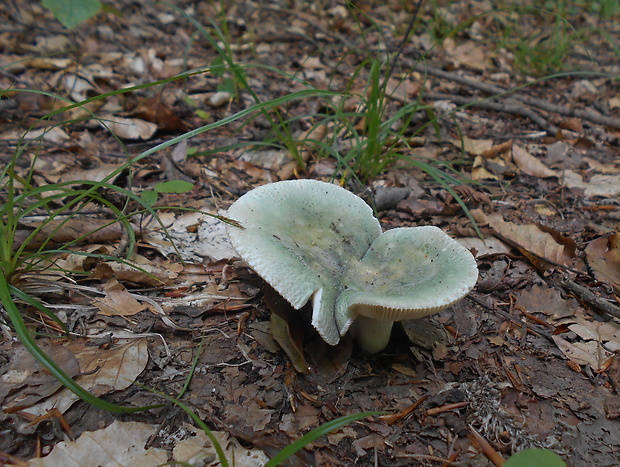 plávka zelenkastá Russula virescens (Schaeff.) Fr.