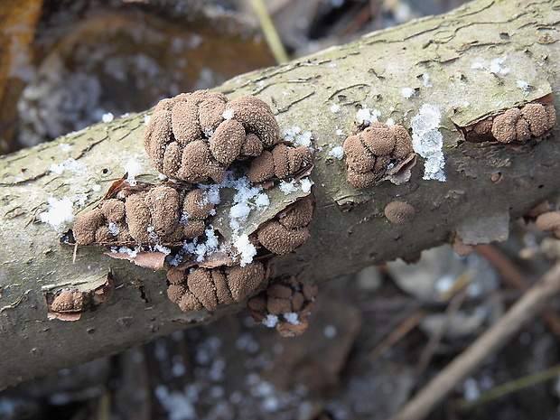 dutinovka otrubnatá Encoelia furfuracea (Roth) P. Karst.