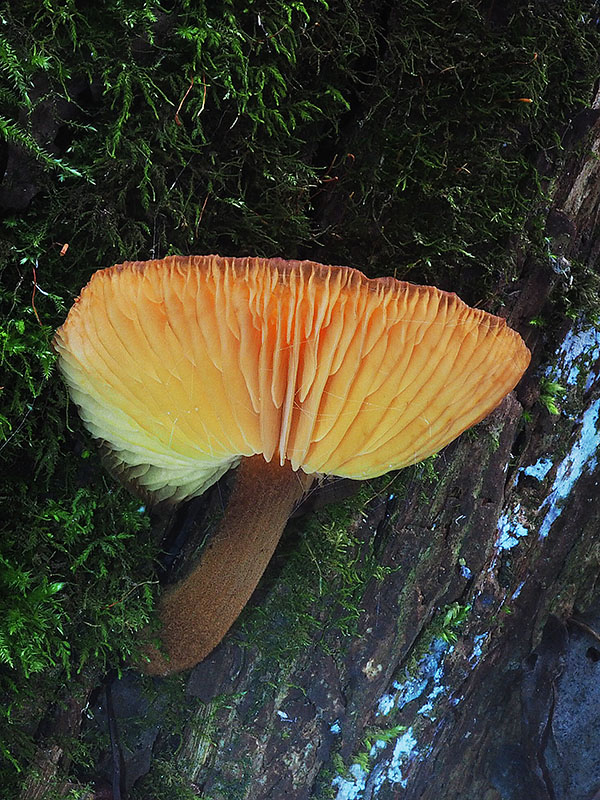 plamienka Flammulina sp.