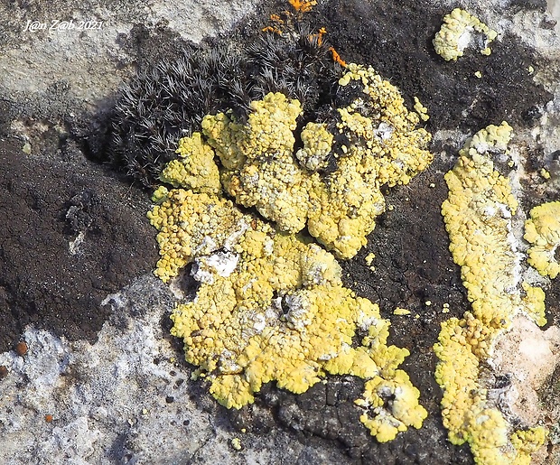 mnohospórovka žltá  Pleopsidium chlorophanum (Wahlenb.) Zopf