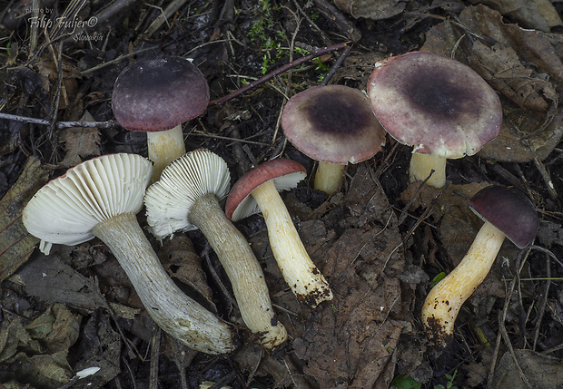 plávka jelšová Russula pumila Rouzeau & F. Massart