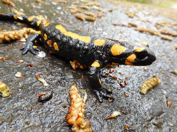 salamandra škvrnitá Salamandra salamandra