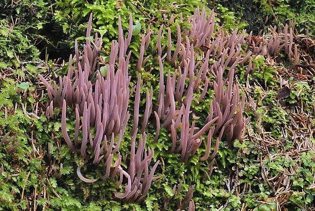 pakyjačik purpurový Alloclavaria purpurea (O.F. Müll.) Dentinger & D.J. McLaughlin