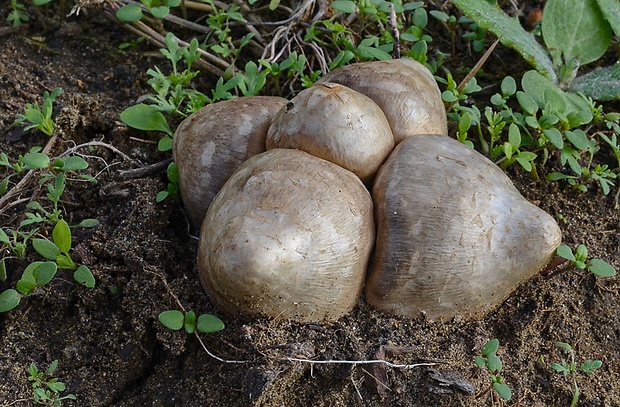 strieška bedľovitá Chlorophyllum agaricoides (Czern.) Vellinga