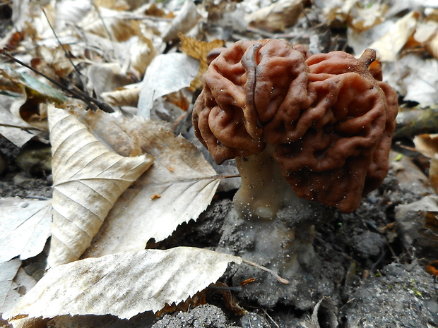 ušiak obyčajný Gyromitra esculenta (Pers.) Fr.