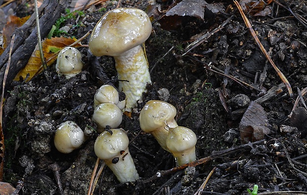 šťavnačka Persoonova Hygrophorus persoonii Arnolds