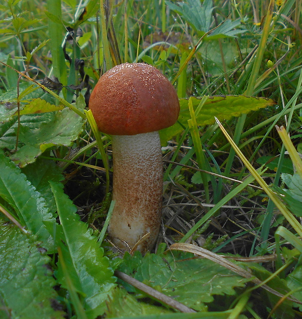 kozák dubový Leccinum aurantiacum (Bull.) Gray