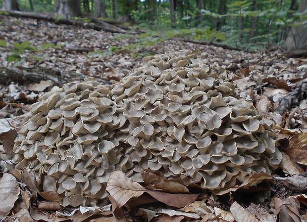 trúdnik klobúčkatý Polyporus umbellatus (Pers.) Fr.