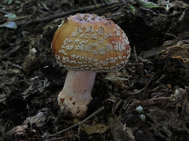 muchotrávka červenkastá Amanita rubescens Pers.