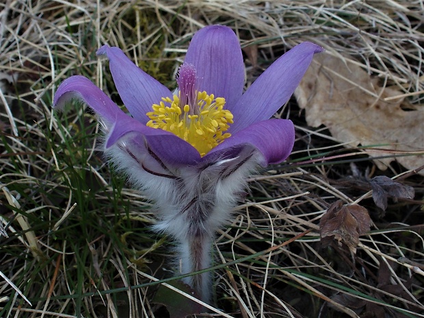 poniklec veľkokvetý Pulsatilla grandis Wender.