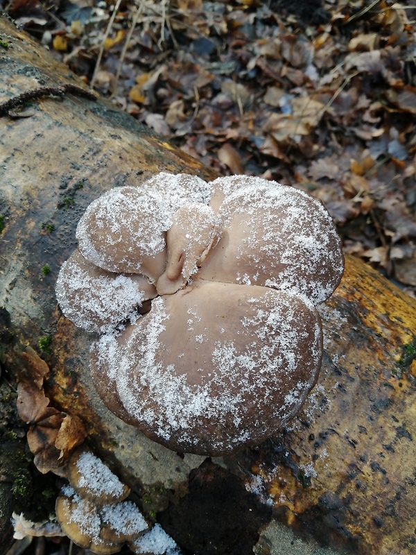 hliva ustricovitá Pleurotus ostreatus (Jacq.) P. Kumm.