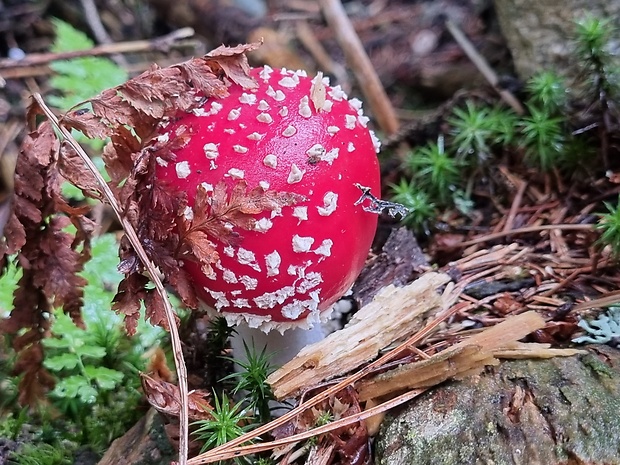 muchotrávka červená Amanita muscaria (L.) Lam.