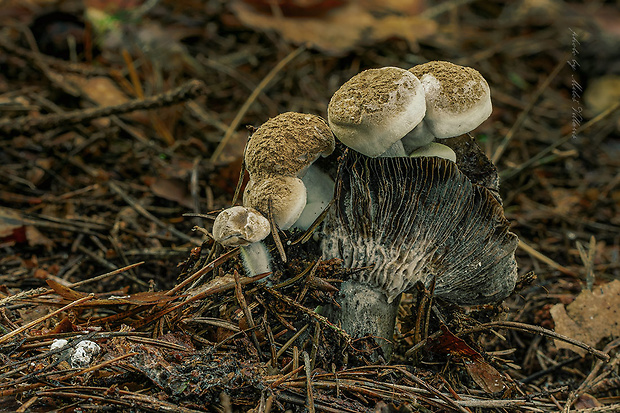 príživnica prášnicovitá Asterophora lycoperdoides (Bull.) Ditmar