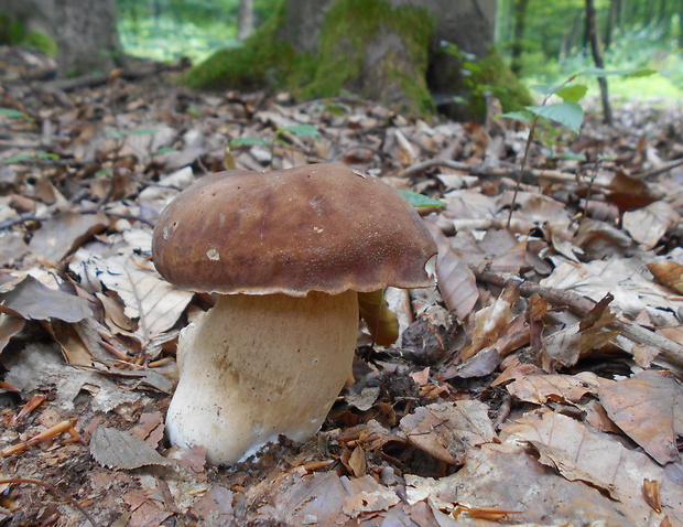 hríb dubový Boletus reticulatus Schaeff.