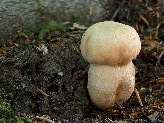 hríb dubový Boletus reticulatus Schaeff.