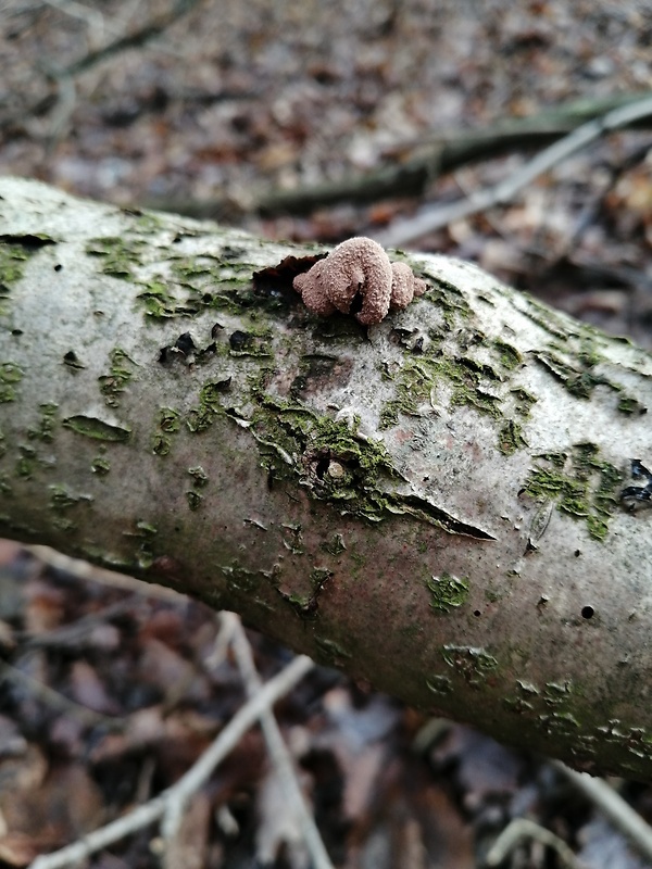 dutinovka otrubnatá Encoelia furfuracea (Roth) P. Karst.