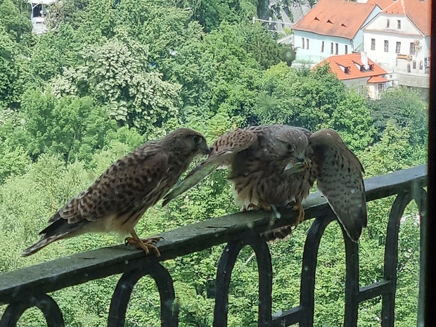 sokol myšiar Falco tinnunculus