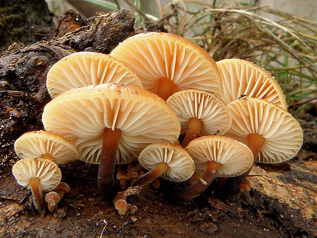 plamienka Flammulina sp.