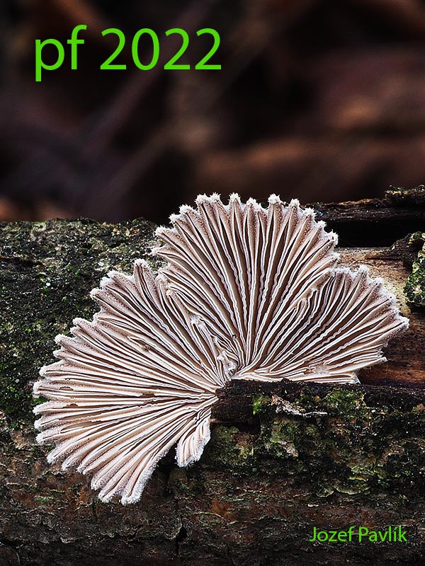 klanolupeňovka obyčajná Schizophyllum commune Fr.