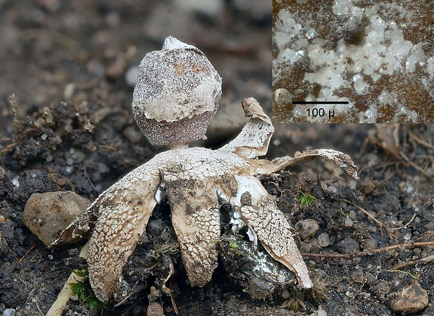 hviezdovka Geastrum sp.