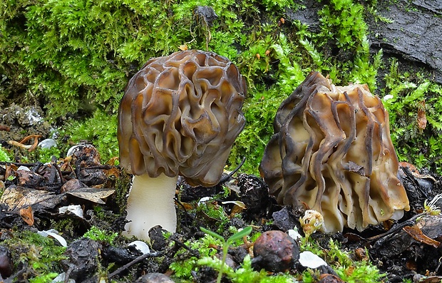 smrčok hybridný Morchella semilibera DC.