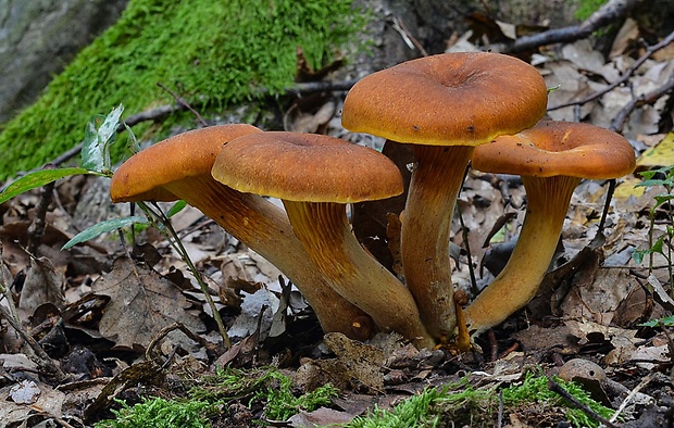 kališník hnedooranžový Omphalotus olearius (DC.) Singer