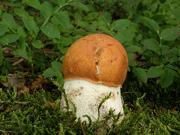 kozák osikový Leccinum albostipitatum den Bakker & Noordel.