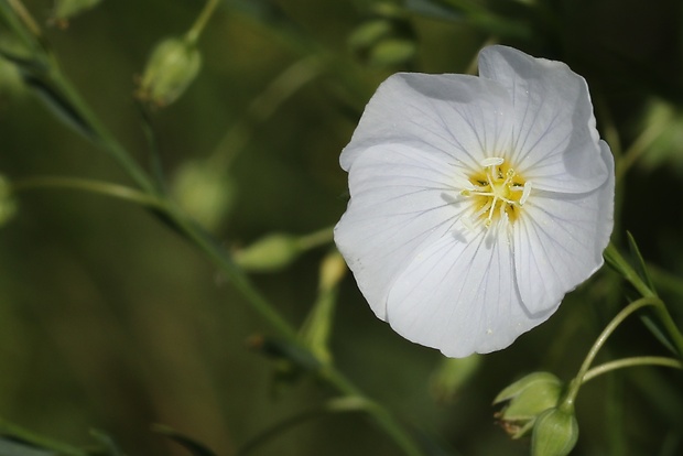 ľan rakúsky Linum austriacum L.