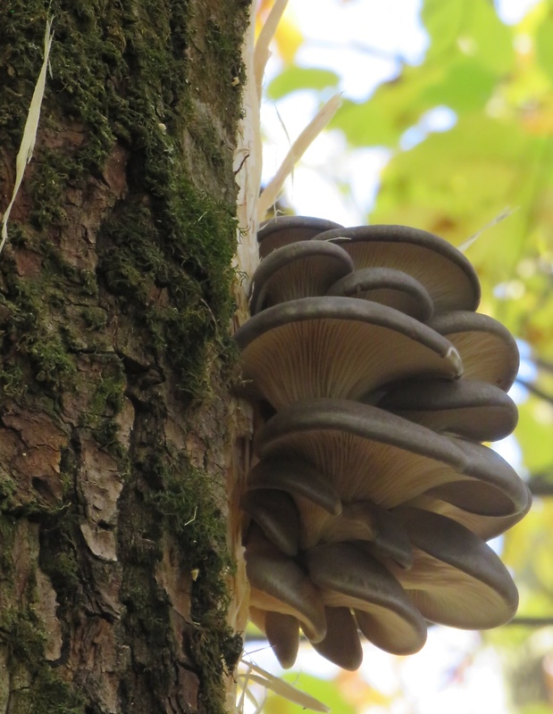 hliva ustricovitá Pleurotus ostreatus (Jacq.) P. Kumm.