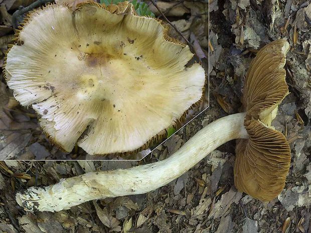 pavučinovec lieskový Cortinarius ochroleucus (Schaeff.) Fr.