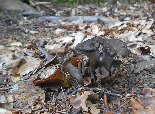 lievik trúbkovitý Craterellus cornucopioides (L.) Pers.