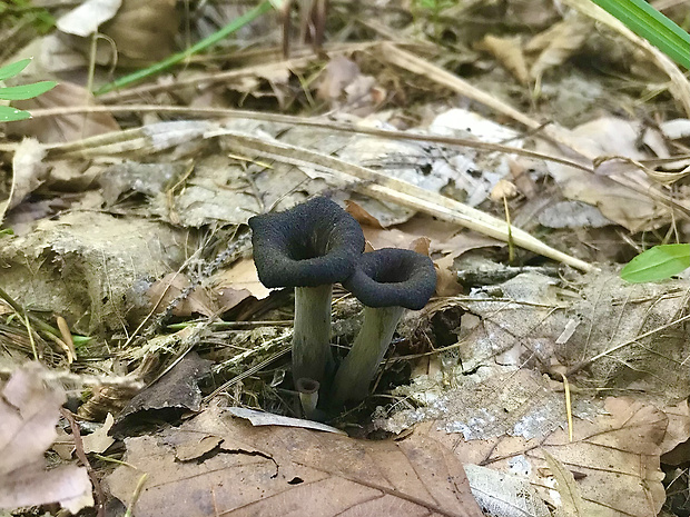 lievik trúbkovitý Craterellus cornucopioides (L.) Pers.