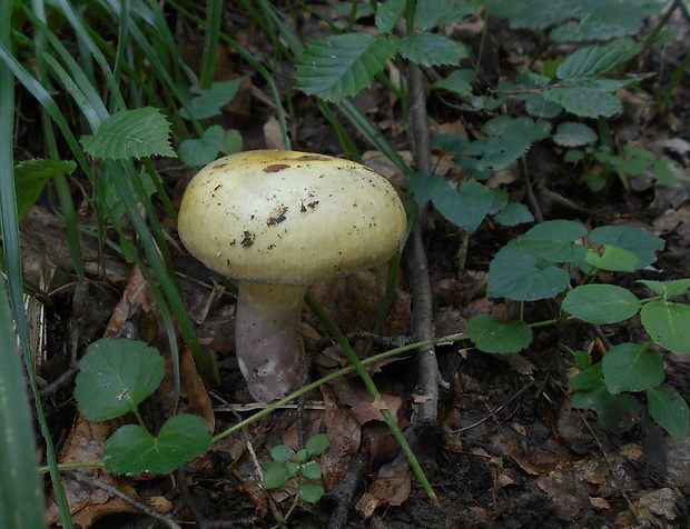 plávka fialovohlúbiková Russula violeipes Quél.