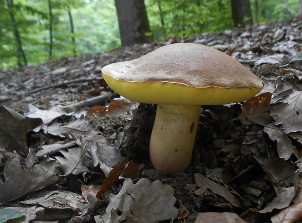 hríb Boletus sp.