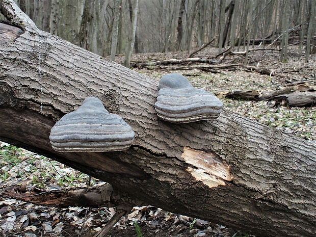 práchnovec kopytovitý Fomes fomentarius (L.) J.J. Kickx