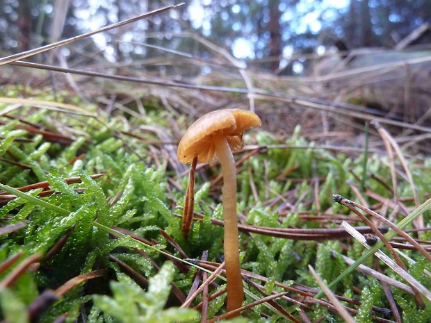 kapucňovka okrovohnedastá Galerina marginata (Batsch) Kühner