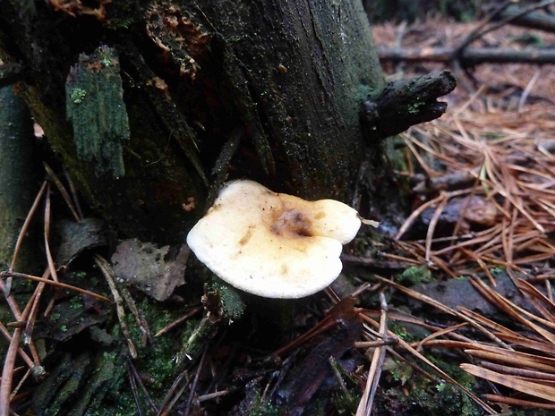 líška oranžová Hygrophoropsis aurantiaca (Wulfen) Maire