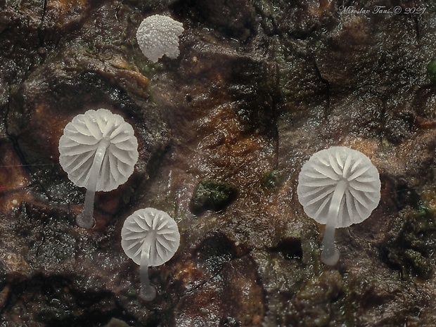 prilbička Mycena adscendens Maas Geest.