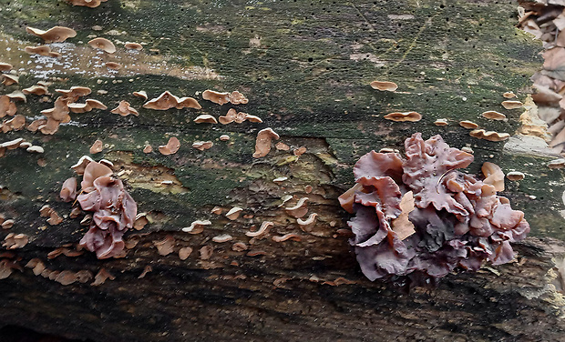 rôsolovka Phaeotremella frondosa (Fr.) Spirin & V. Malysheva