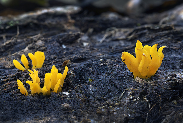 parôžkovec zvrásnený Calocera glossoides (Pers.) Fr.