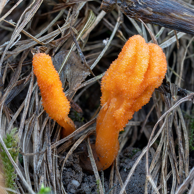 žezlovka hmyzová Cordyceps militaris (Fr.) Link