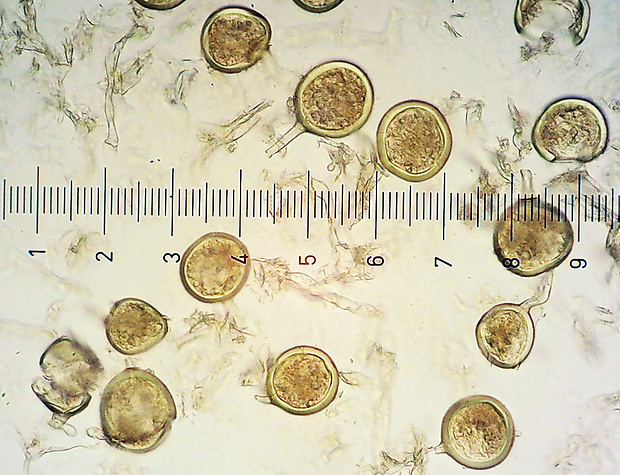 glomus Glomus microcarpum Tul. & C. Tul.